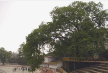 重慶市長生橋中學(xué)校